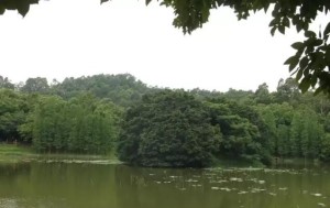 发表在《花卉》杂志的一篇散文，希望可以启发大家的思考！